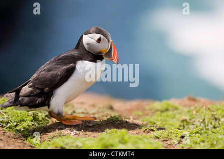 Atlantic Puffin (Fratercula arctica) puffini becco colorato profilo su Skomer Risultae Pembokeshire Wales UK 120364 Skomer Foto Stock