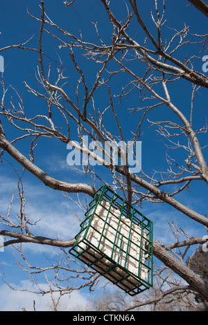 Bird Feeder, suet appeso dal ramo di un albero, l'inverno. Foto Stock