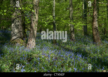 Bluebells comune Foto Stock