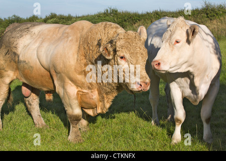 Charolais bovini bianchi mucca con la bolla in un campo di Pembrokeshire Wales UK 120833 Charolais Foto Stock