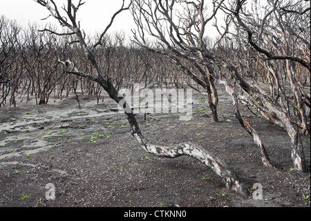 Vegetazione ed alberi dopo un incendio di bush nel Fiume Margaret area del Western Australia Foto Stock