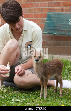 Acqua cinese Deer (Hydropotes inermis). Essendo orfani allevati a mano, bottiglia alimentato, dal portiere. Thrigby Wildlife Gardens, Norfolk. Foto Stock