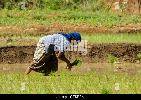 Donna semina riso paddy, Sri Lanka Foto Stock