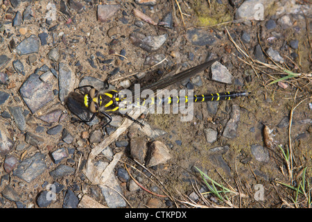 Giallo listati Hunter Dragonfly a riposo Foto Stock