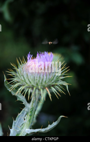 Hover volare su un fiore thistle Foto Stock