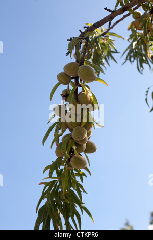 Mandorle che cresce su un mandorlo Foto Stock