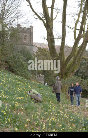 Giunchiglie (Narcissus pseudonarcissus)."un host di daffodils dorato". William Wordsworth. La Chiesa di Santa Maria Dora campo Rydal Foto Stock