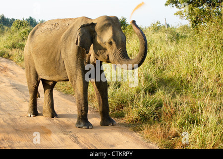 Elefante asiatico spolvero in sé, Uda Walawe National Park, Sri Lanka Foto Stock