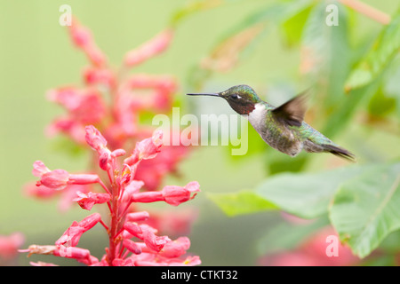 Uccello di Hummingbird dal trito rubino che si sovrappone in fiori di albero di Buckeye rosso fiori fiorisce Foto Stock