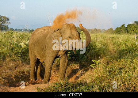 Elefante asiatico spolvero in sé, Uda Walawe National Park, Sri Lanka Foto Stock