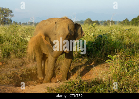 Elefante asiatico spolvero in sé, Uda Walawe National Park, Sri Lanka Foto Stock