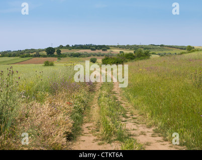 Sterrato, fiori selvatici e dei campi in Calcidica Grecia Foto Stock