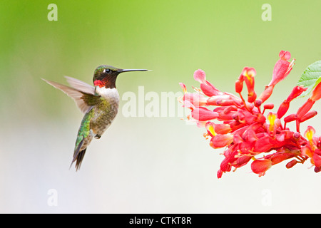 Rubino-gola Hummingbird uccello svolazzante vicino a Red Buckeye albero fiori fiori fioritura Foto Stock