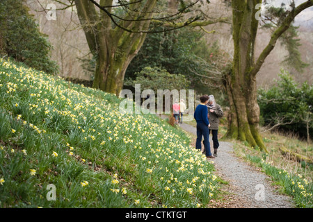 Giunchiglie (Narcissus pseudonarcissus)."un host di daffodils dorato". William Wordsworth. La Chiesa di Santa Maria Dora campo Rydal Foto Stock