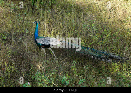 Maschio blu indiano peafowl (peacock) passeggiate in erba, Uda Walawe National Park, Sri Lanka Foto Stock