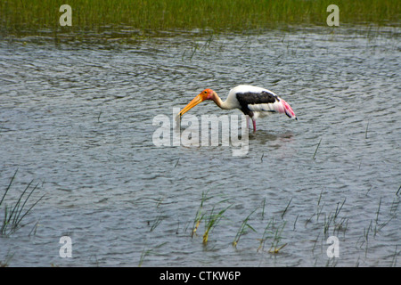 Dipinto di Stork alimentando in stagno, Yala National Park, Sri Lanka Foto Stock