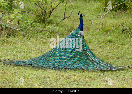 Maschio blu indiano peafowl (peacock), Yala National Park, Sri Lanka Foto Stock