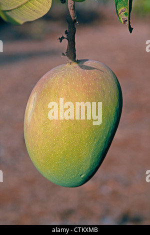 Alphonso mango, Mangifera indica l, Anacardiaceae appeso a un albero, Ratnagiri, Maharashtra, India Foto Stock