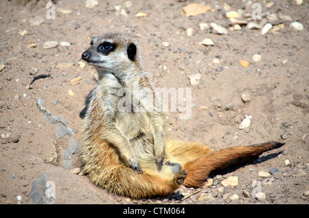 Meerkat o snello-tailed suricate seduta avviso. Foto Stock