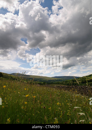 Fiore selvatico prato sul modo Dales vicino Cowgill Foto Stock