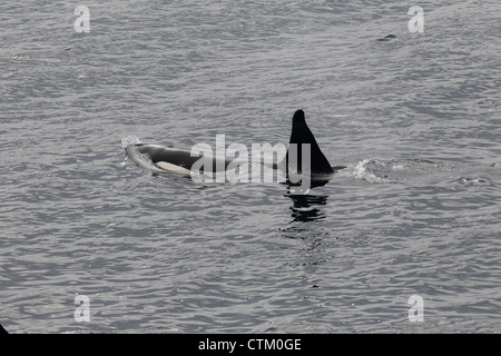 Killer Whale Orcinus orca, Braewick, Eshaness, Shetland, Regno Unito Foto Stock