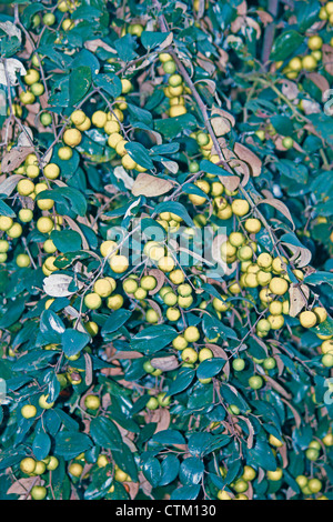 Ziziphus mauritiana, jujube indiano, Indiano plu, Miao; Arunachal Padesh; India Foto Stock