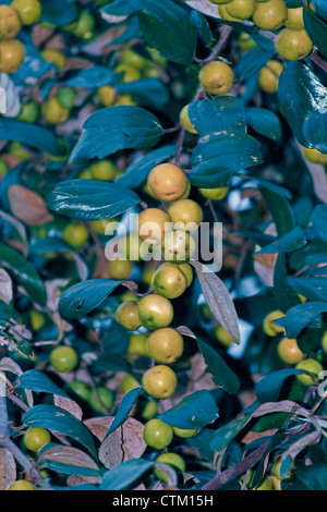 Ziziphus mauritiana, jujube indiano, Indiano plu, Miao; Arunachal Padesh; India Foto Stock