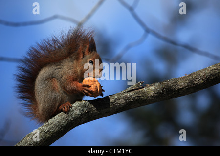 Scoiattolo dolce a Stoccolma Skansen Foto Stock