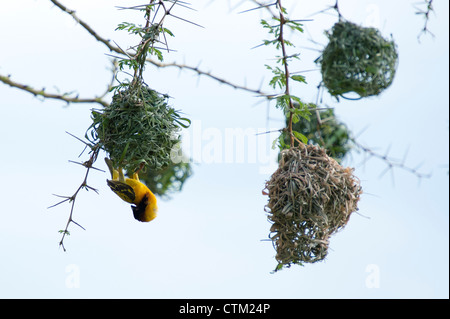 A testa nera tessitori costruire nidi nel Mara Foto Stock