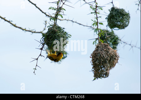 A testa nera tessitori costruire nidi nel Mara Foto Stock