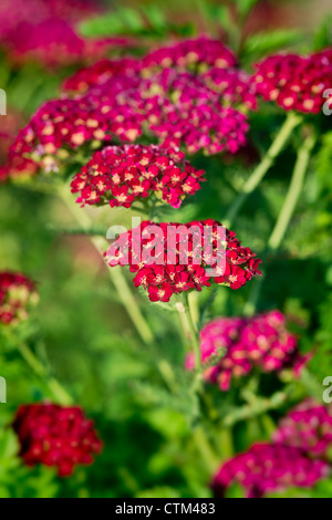 Velluto rosso yarrow Foto Stock