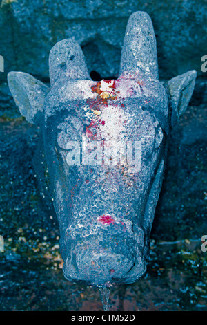 Gomukh (una vacca di bocca di pietra) a Shri Koteshwar tempio situato tra il villaggio e arto Gove nel centro del fiume Krishna, Foto Stock