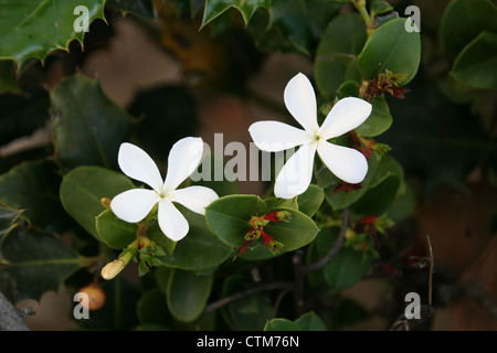 Due fiori bianchi su una fioritura gelsomino bush. Foto Stock