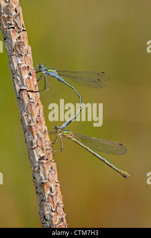 Coppia di Emerald Damselflies appoggiata in posizione in tandem Foto Stock