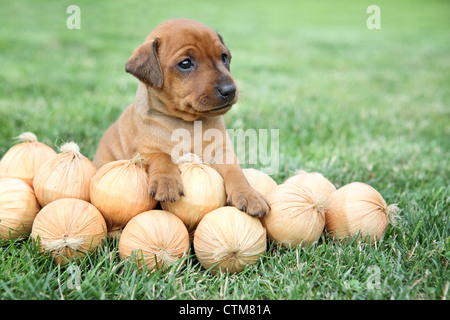 Il Miniature pinscher cucciolo, 1 mesi di età Foto Stock