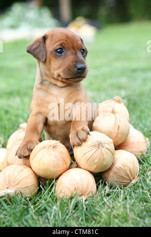 Il Miniature pinscher cucciolo, 1 mesi di età Foto Stock