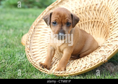 Il Miniature pinscher cucciolo, 1 mesi di età Foto Stock