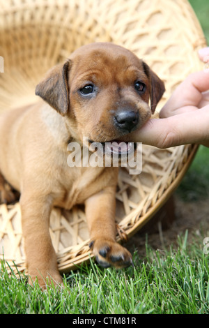 Il Miniature pinscher cucciolo, 1 mesi di età Foto Stock