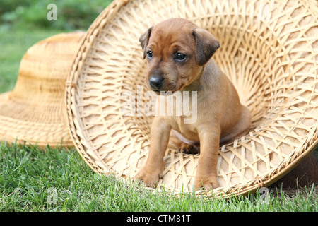 Il Miniature pinscher cucciolo, 1 mesi di età Foto Stock