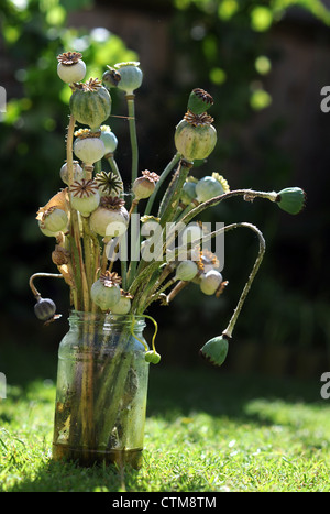 Semi di papavero Semi di fiori pod teste in un vaso con acqua all'aperto ancora vita Foto Stock