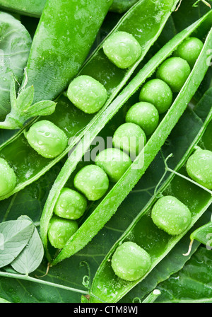 Baccelli di piselli verdi su uno sfondo di foglie. Foto Stock