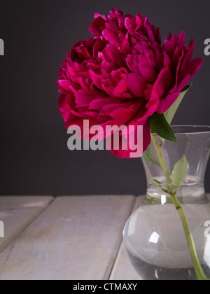 Rosso Peonia fiore Foto Stock