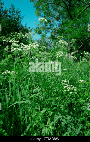 La CICUTA ACQUA-DROPWORT Oenanthe crocata (Apiaceae) Foto Stock