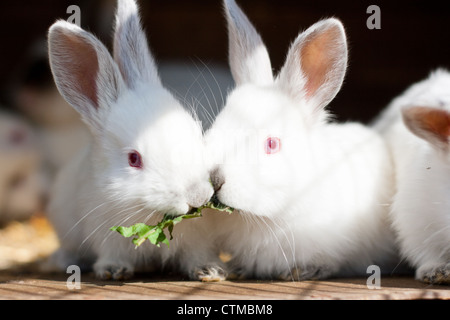 Due simpatici baby bianco conigli mangiare erba sul terreno della paglia  Foto stock - Alamy