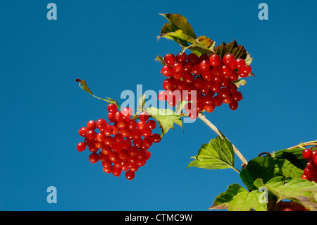 Viburno-ROSE Viburnum opulus (Caprifoliaceae) Foto Stock