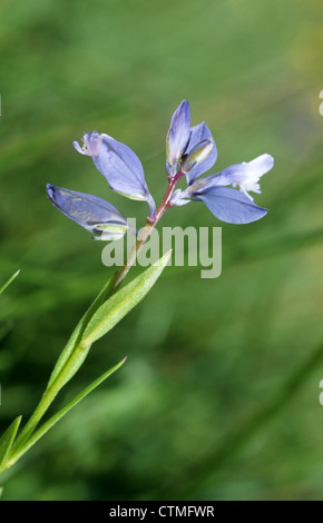 CHALK MILKWORT Polygala calcarea (Polygalaceae) Foto Stock