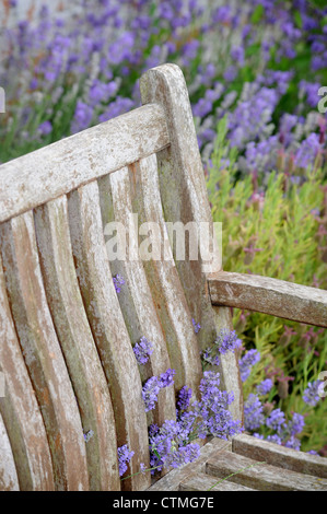 Una panchina da giardino circondato da lavanda in un giardino Inglese UK Foto Stock