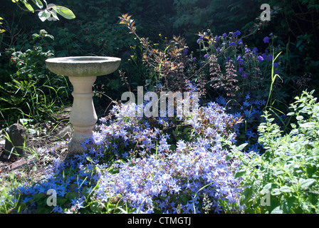 Soleggiato pietra bagno Uccelli nel giardino ricoperta con fiori campanula Foto Stock