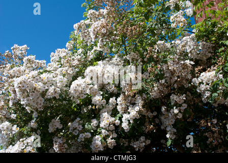 Arrampicata bianco rambling rosa Seagull in pieno fiore contro il luminoso cielo blu Foto Stock