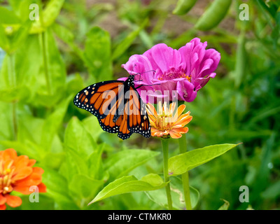 Farfalla monarca su zinnias in giardino, Yarmouth Maine Foto Stock